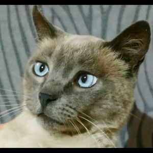 Meet your Posher, Elsa